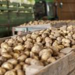 bio zemiaky-ekofarma važec-uskladnenie